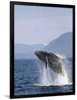 Humpback Whale Breaching, Inside Passage, Alaska, USA-Stuart Westmoreland-Framed Photographic Print