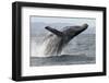 Humpback whale breaching - leaping out of the water, Baja California, Mexico-Mark Carwardine-Framed Photographic Print