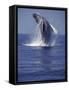 Humpback Whale Breaching-Michele Westmorland-Framed Stretched Canvas