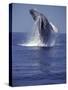 Humpback Whale Breaching-Michele Westmorland-Stretched Canvas