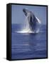 Humpback Whale Breaching-Michele Westmorland-Framed Stretched Canvas