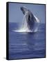 Humpback Whale Breaching-Michele Westmorland-Framed Stretched Canvas