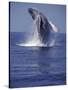 Humpback Whale Breaching-Michele Westmorland-Stretched Canvas