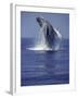 Humpback Whale Breaching-Michele Westmorland-Framed Premium Photographic Print