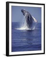 Humpback Whale Breaching-Michele Westmorland-Framed Premium Photographic Print