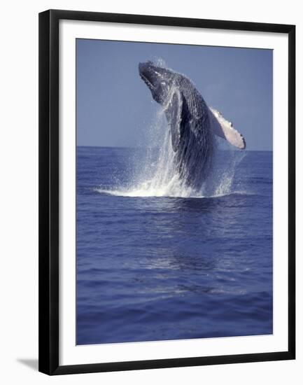 Humpback Whale Breaching-Michele Westmorland-Framed Premium Photographic Print