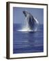 Humpback Whale Breaching-Michele Westmorland-Framed Premium Photographic Print