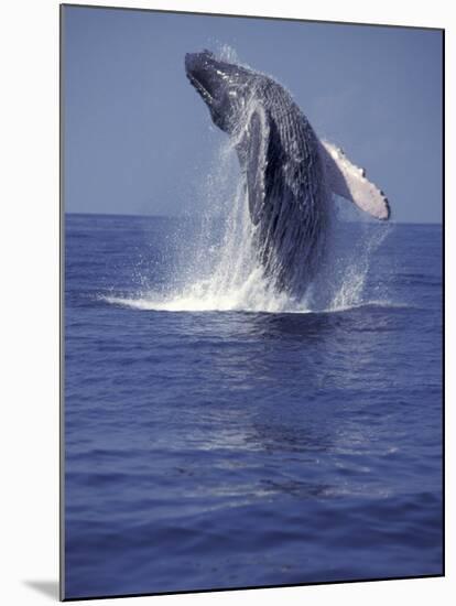 Humpback Whale Breaching-Michele Westmorland-Mounted Premium Photographic Print