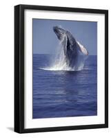 Humpback Whale Breaching-Michele Westmorland-Framed Photographic Print