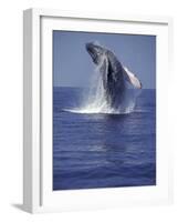 Humpback Whale Breaching-Michele Westmorland-Framed Photographic Print