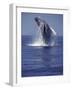 Humpback Whale Breaching-Michele Westmorland-Framed Photographic Print