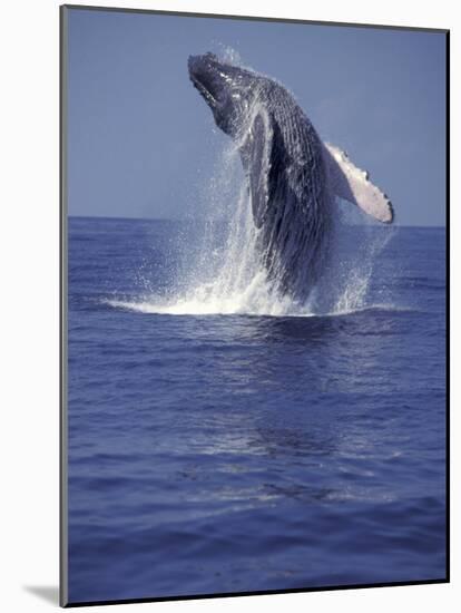 Humpback Whale Breaching-Michele Westmorland-Mounted Photographic Print