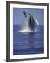 'Humpback Whale Breaching' Photographic Print - Michele Westmorland ...