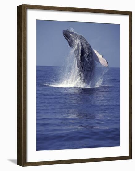 Humpback Whale Breaching-Michele Westmorland-Framed Photographic Print