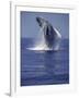 Humpback Whale Breaching-Michele Westmorland-Framed Photographic Print