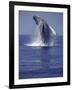 Humpback Whale Breaching-Michele Westmorland-Framed Photographic Print