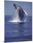 Humpback Whale Breaching-Michele Westmorland-Mounted Photographic Print