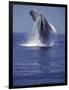 Humpback Whale Breaching-Michele Westmorland-Framed Photographic Print