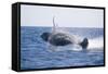 Humpback Whale Breaching-DLILLC-Framed Stretched Canvas
