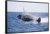 Humpback Whale Breaching-DLILLC-Framed Stretched Canvas