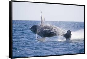 Humpback Whale Breaching-DLILLC-Framed Stretched Canvas