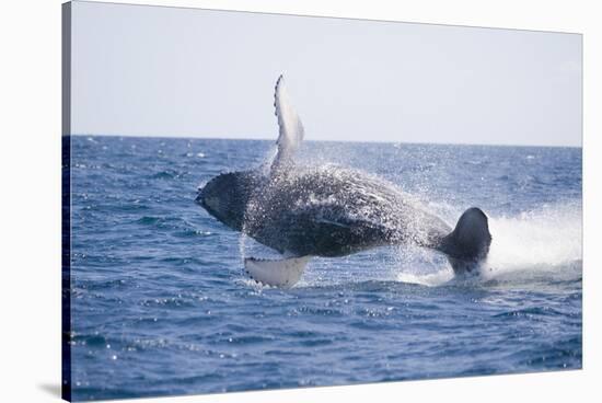 Humpback Whale Breaching-DLILLC-Stretched Canvas