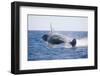 Humpback Whale Breaching-DLILLC-Framed Photographic Print
