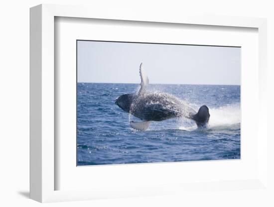 Humpback Whale Breaching-DLILLC-Framed Photographic Print