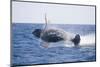 Humpback Whale Breaching-DLILLC-Mounted Photographic Print