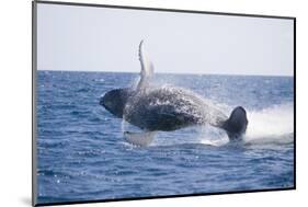 Humpback Whale Breaching-DLILLC-Mounted Photographic Print