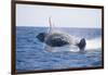 Humpback Whale Breaching-DLILLC-Framed Photographic Print