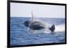 Humpback Whale Breaching-DLILLC-Framed Photographic Print