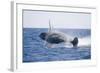 Humpback Whale Breaching-DLILLC-Framed Photographic Print