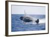 Humpback Whale Breaching-DLILLC-Framed Photographic Print