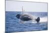 Humpback Whale Breaching-DLILLC-Mounted Photographic Print