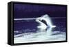 Humpback Whale Breaching-John Bortniak-Framed Stretched Canvas