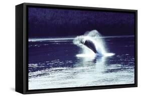 Humpback Whale Breaching-John Bortniak-Framed Stretched Canvas