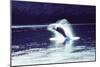 Humpback Whale Breaching-John Bortniak-Mounted Art Print