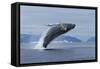 Humpback Whale Calf Breach in Disko Bay in Greenland-Paul Souders-Framed Stretched Canvas