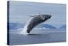 Humpback Whale Calf Breach in Disko Bay in Greenland-Paul Souders-Stretched Canvas