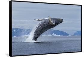 Humpback Whale Calf Breach in Disko Bay in Greenland-Paul Souders-Framed Stretched Canvas