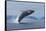 Humpback Whale Calf Breach in Disko Bay in Greenland-Paul Souders-Framed Stretched Canvas