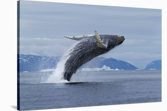Humpback Whale Calf Breach in Disko Bay in Greenland-Paul Souders-Stretched Canvas