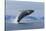 Humpback Whale Calf Breach in Disko Bay in Greenland-Paul Souders-Stretched Canvas