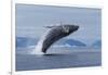 Humpback Whale Calf Breach in Disko Bay in Greenland-Paul Souders-Framed Photographic Print