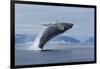 Humpback Whale Calf Breach in Disko Bay in Greenland-Paul Souders-Framed Photographic Print