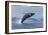 Humpback Whale Calf Breach in Disko Bay in Greenland-Paul Souders-Framed Photographic Print