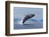 Humpback Whale Calf Breach in Disko Bay in Greenland-Paul Souders-Framed Photographic Print