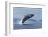 Humpback Whale Calf Breach in Disko Bay in Greenland-Paul Souders-Framed Photographic Print