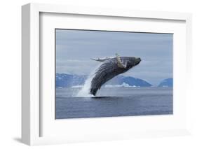 Humpback Whale Calf Breach in Disko Bay in Greenland-Paul Souders-Framed Photographic Print